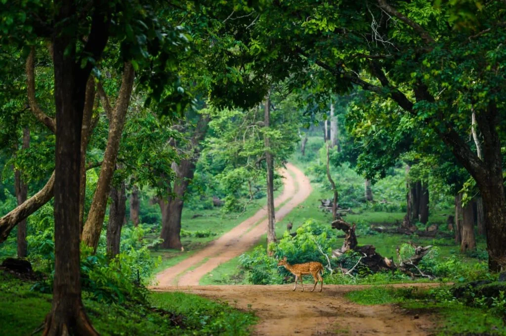 Discover the Hidden Gems of Kabini: A Nature Lover’s Paradise - Nature's Tour